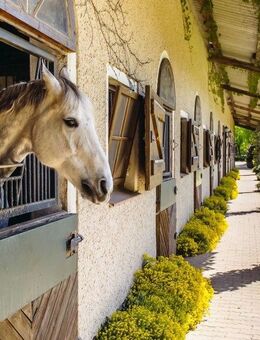 Stallhilfe gesucht? - Telgte