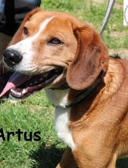 Artus - cooler, hübscher Rüde - Kissing