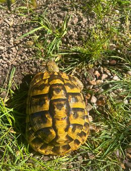 Griechische Landschildkröten - Pirmasens