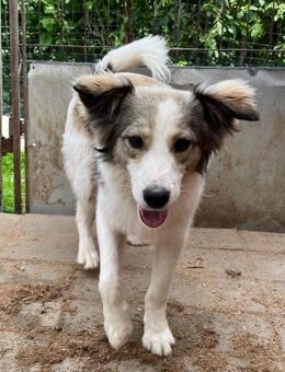 ❤️WundervollHundejunge Baxter❤️ - Eislingen (Fils)