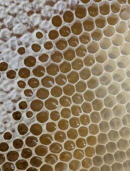 Blütenhonig deutscher aus Wuppertal - Wuppertal