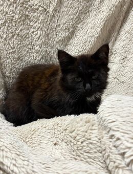 Süßes Katzenmädchen sucht ein liebevolles Zuhause - Stolzenau