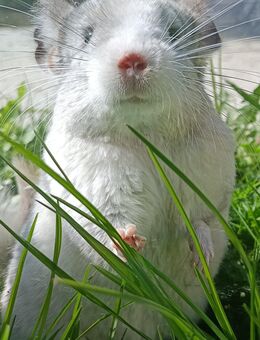 Degus und Chinchilla dürfen ausziehen verschiedene Farbgebungen - Neustadt (Sachsen) Hohwald