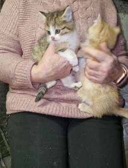 Junge Hauskatzen abzugeben - Neustadt (Dosse)