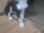 Australian Shepherd Welpe sucht liebevolles Zuhause - Rühen