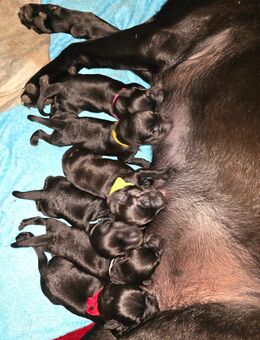 Labrador Dobermann Mix - Weida
