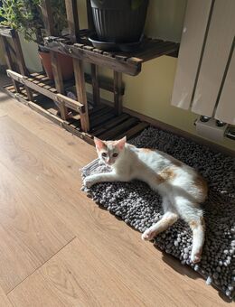 Kleine Kätzchen suchen ihr neues Zuhause - Kirchenthumbach