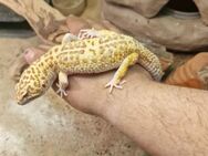 Leopardgecko zu verkaufen giant black night - Köln