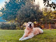 Golden Retriever Buddy abzugeben - Northeim