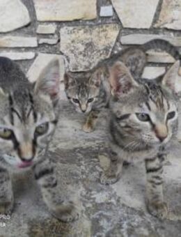 Milly, Mara und Mila aus dem Tierschutz - Grevenbroich