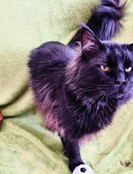 Sanfter Maine Coon Riese - Waldsassen