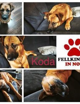 Koda verschmuster Mischling Rüde - Margetshöchheim