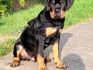 Rottweiler-Boxer mix Welpe - Bad Frankenhausen (Kyffhäuser)