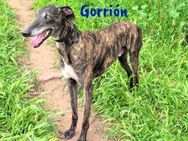 Gorrión sucht Galgo-Liebhaber 10/20 ESP - Ruppertsecken