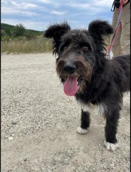 Verspielte Junghündin Susi - Kallmünz