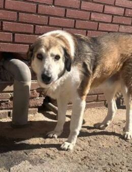 BELLO - lieber Senior möchte ankommen - Aerzen