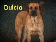 Dulcia elegante, sanfte Seele 12/19 ESP - Ruppertsecken