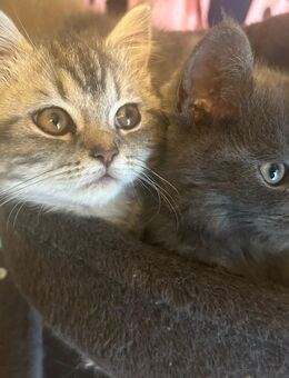 Zucker süßen BKH katzenbabys - Euskirchen