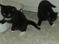 Katzen Kinder suchen noch 8 Wochen alt - Bremen