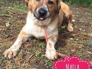 Naila eine freundliche Hündin - Flörsheim-Dalsheim