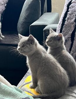 Bkh kitten suchen liebevolles Zuhause - Gelsenkirchen Buer