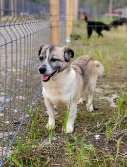 Chica, Gnadenplatz gesucht - Bochum