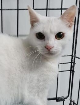 TINA & ATENEA -zwei muntere - MINI-Tiger - Kempen