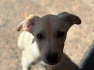 Labrador Mix Hündin - Gaimersheim