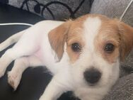 Süsse Jack Russel /Malteser Mix - Frankfurt (Main)