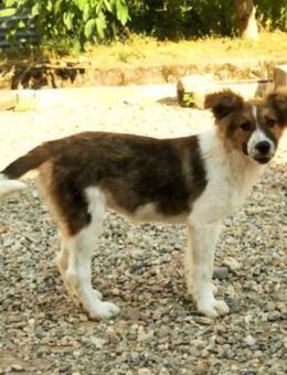 SUSIE - sanfte Schönheit sucht Familie - Erfurt