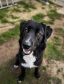 Hundeherz sucht Lieblingsmensch in 19205