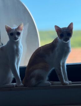 Schweren Herzens zwei Katzen abzugeben - Quierschied