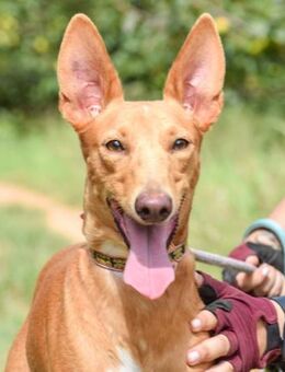 Poe sucht dringend Familienanschluß - Laatzen