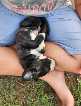 Deutsche Dogge Hündin - Osterburg (Altmark)