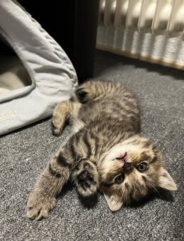 Verspielter kleiner Kater sucht liebevolles Zuhause 🐾 - Mönchengladbach