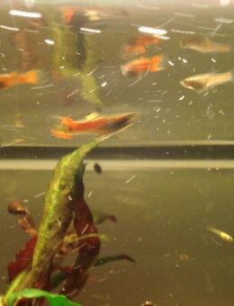 Endler Guppy Paare aus Nachzucht, schöne Farben - Soest