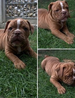 Vier Old English Bulldog Welpen, mit Ahnentafel! - Ingolstadt