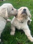 Golden Retriever Welpen in 34123
