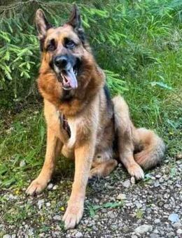 Maxl sucht dringend neues Zuhause - Kissing