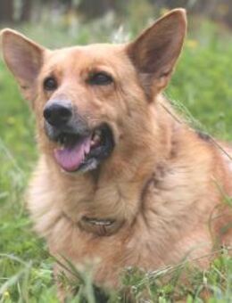 Aurora wünscht sich liebevolles Zuhause - Untergruppenbach