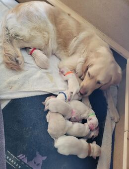 Sie sind da! Golden Retriever Welpen reinrassig Wurftag: 2. Juli 2025 - 8 Welpen - Battenberg (Eder)