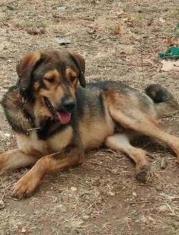 Remos - ein echter Gentleman - Mettmann