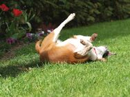 Familiäre Hundepension - Urlaubsbetreuung wie ihr Hund sie selbst buchen würde - Bönen