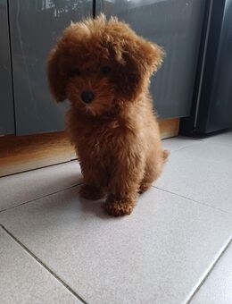 Toy Pudel welpe - Mönchengladbach Zentrum