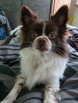 Pomchi Rüde - Bad Düben