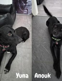 Yuna🌼und Anouk🌸 suchen ein Zuhause - Freilassing