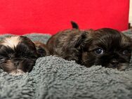 Süße reinrassige Shih tzu welpen - Klingelbach