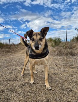 Lieber Terry sucht seine Menschen - Kleinostheim