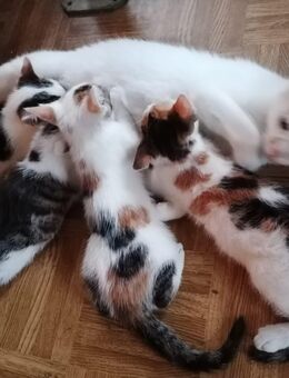 2Glückskätzchen und ein Katerchen - Vöhl