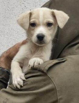 Lina 28 cm (Nov 25) Pflegestelle - Alpenrod